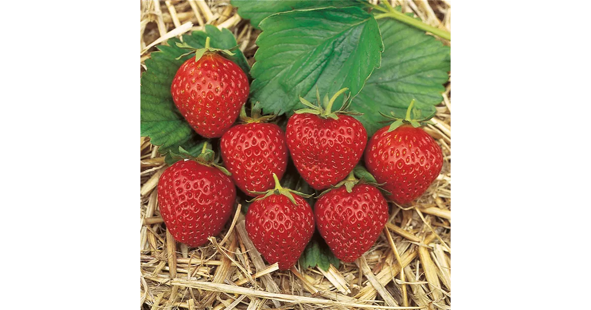 Erdbeeren, Erdbeere 'Mara des Bois'