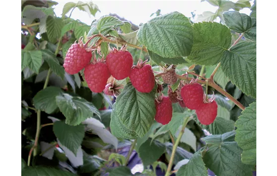Himbeeren Himbeeren