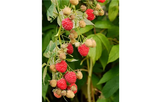 Himbeeren Himbeeren