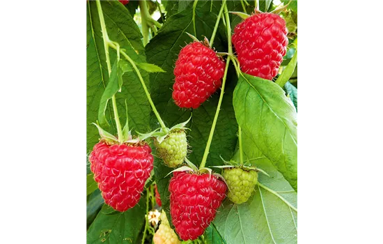 Himbeeren Himbeeren