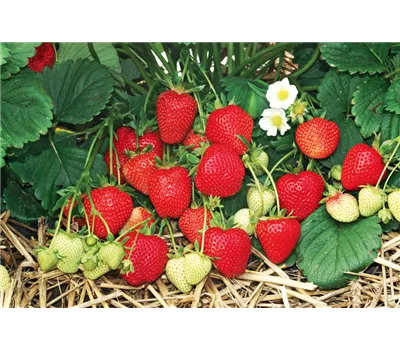 Erdbeeren