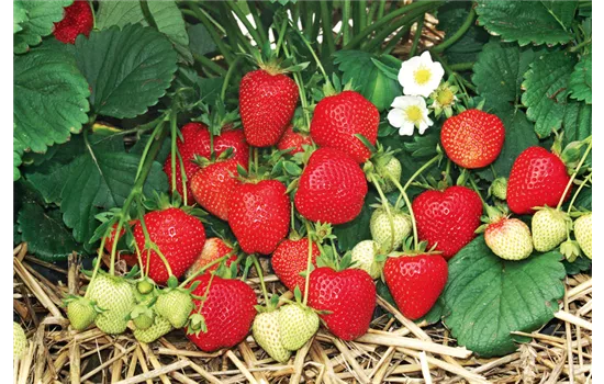 Erdbeeren
