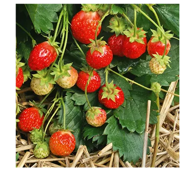 Erdbeeren