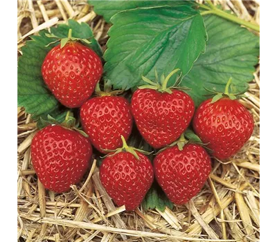 Erdbeeren