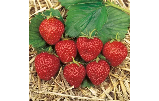 Erdbeeren