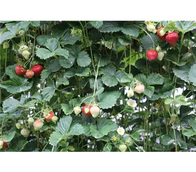 Erdbeeren