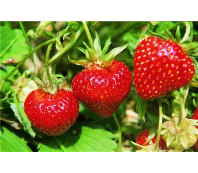 Erdbeeren