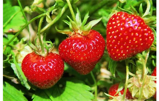 Erdbeeren