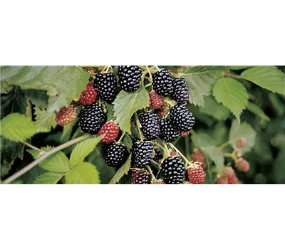 Brombeeren