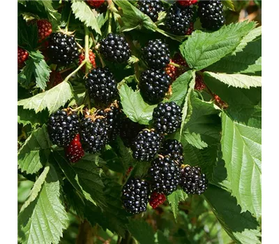 Brombeeren
