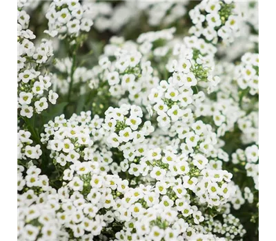 Alyssum