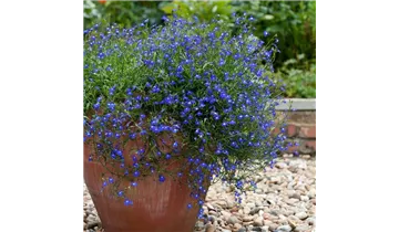 Lobelia erinus