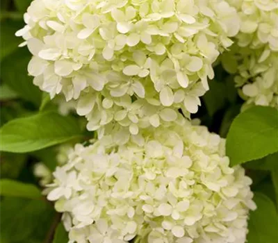Rispenhortensie 'Limelight'