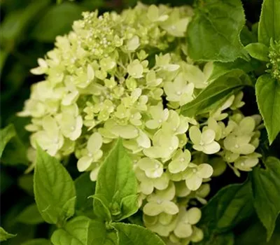 Rispenhortensie 'Little Lime'