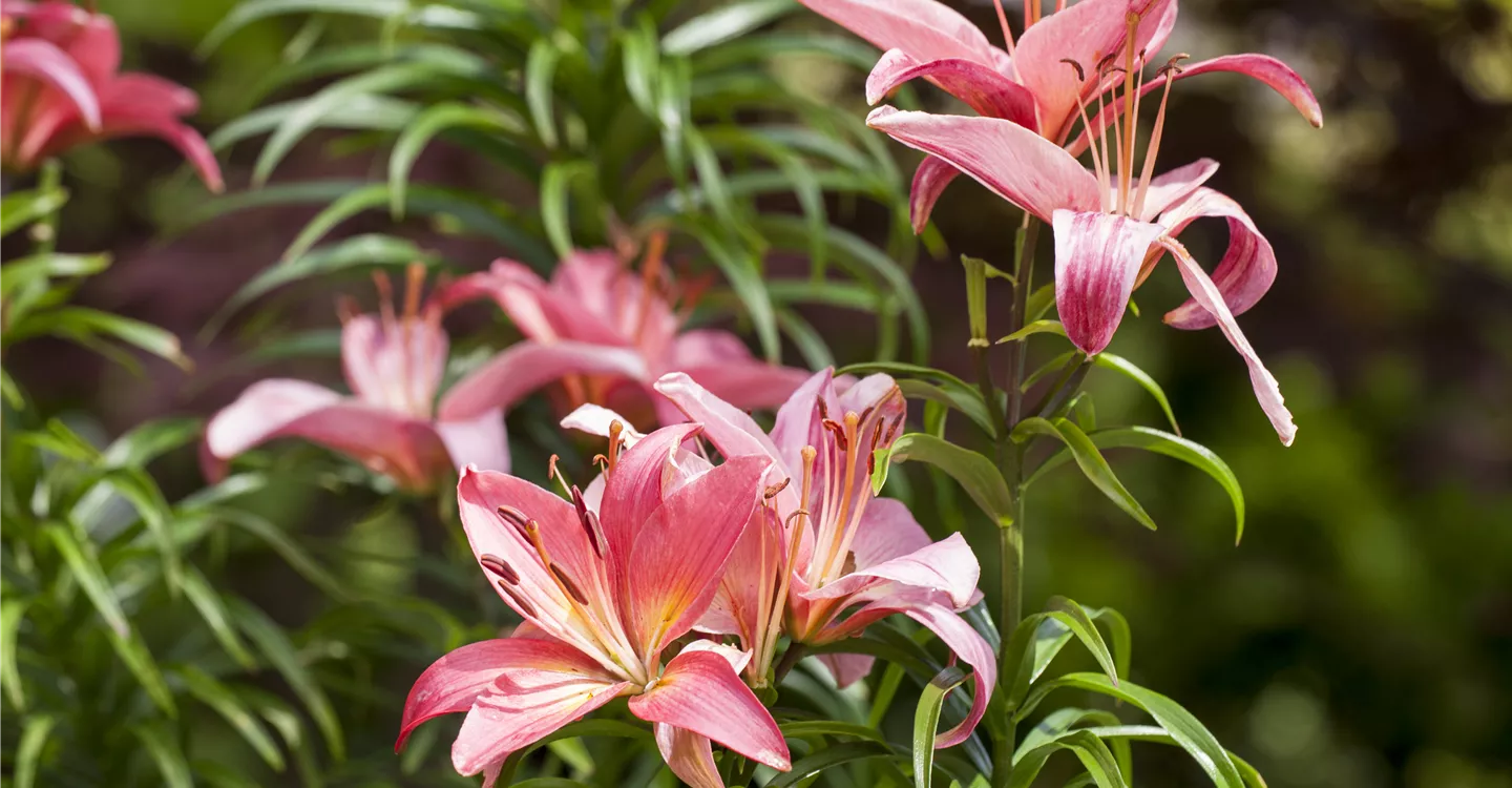 Lilium, rosa (GS412303.jpg)