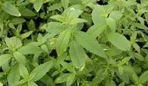 Süsskraut