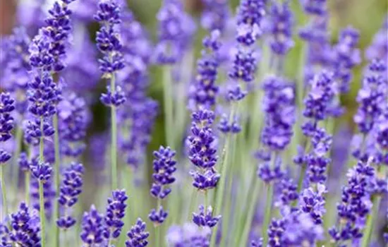 Lavendel