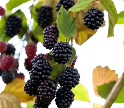 Brombeeren