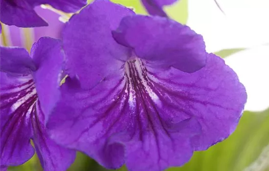 Streptocarpus saxorum Streptocarpus saxorum