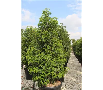 Portugisischer Lorbeer