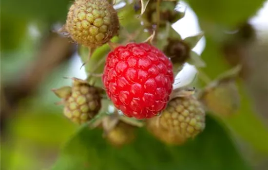 Himbeeren