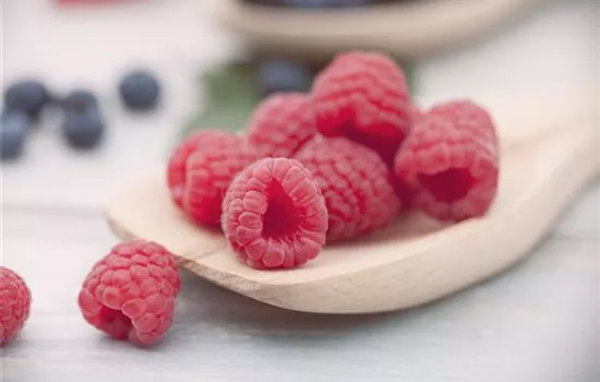 Himbeeren Himbeeren