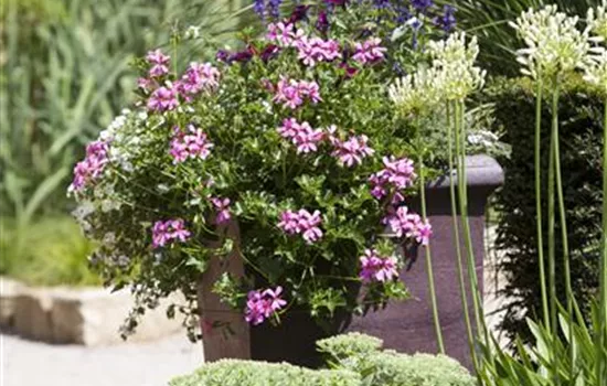 Geranium hängend Geranium hängend