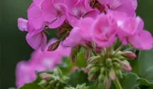 Zonal-Pelargonie