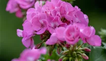 Zonal-Pelargonie
