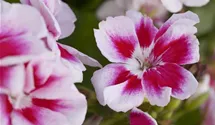 Zonal-Pelargonie