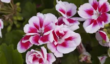 Zonal-Pelargonie