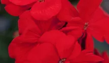 Zonal-Pelargonie