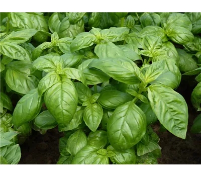 Basilikum