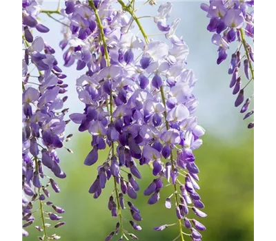 Chinesischer Blauregen 'Prolific'