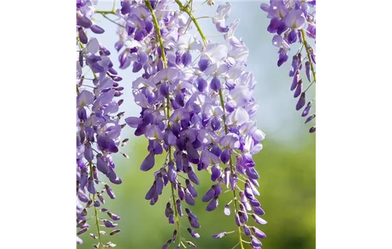 Chinesischer Blauregen 'Prolific'