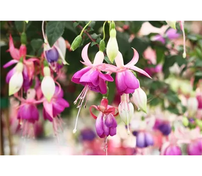 Gartenfuchsie hängend