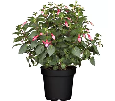 Gartenfuchsie aufrecht