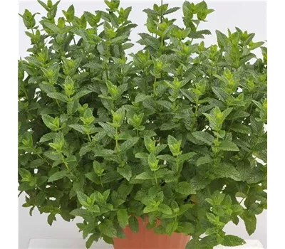 Minze Marokkanische Minze