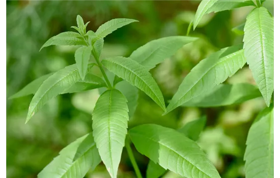 Zitronenstrauch (Aloysia citriodora) Zitronenstrauch (Aloysia citriodora)